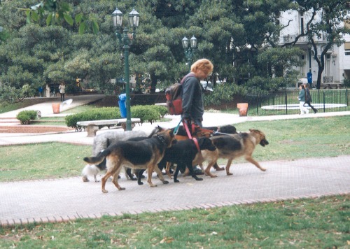 lady walking dogs to promote ways to earn cash