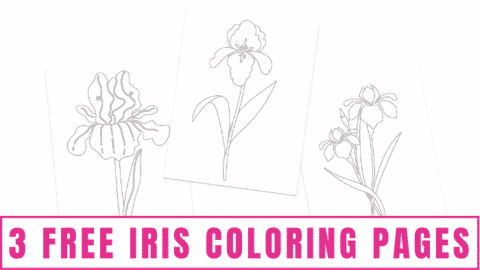 3 Free Iris Coloring Pages