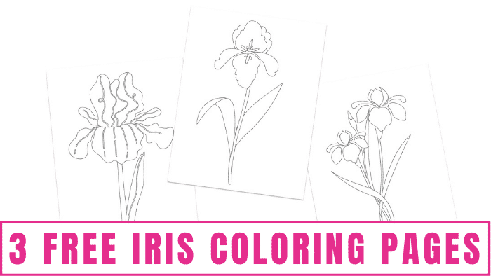 free iris coloring pages free iris coloring pages