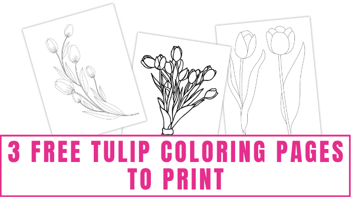 free tulip coloring pages to print free tulip coloring pages to print